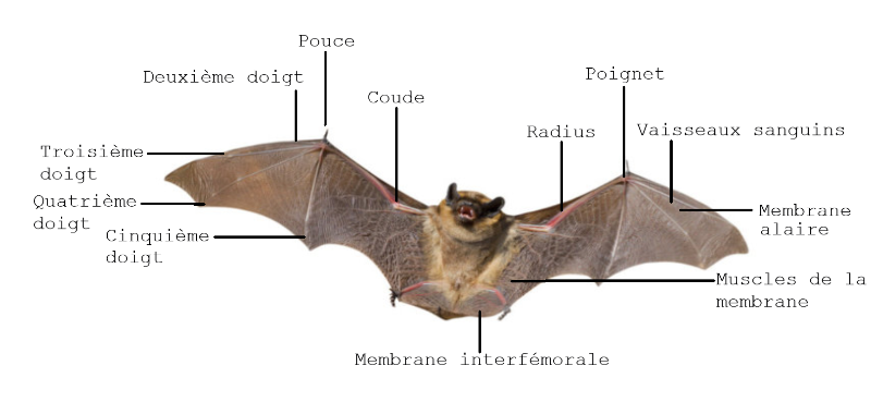 Anatomie De L aile De Chauve Souris